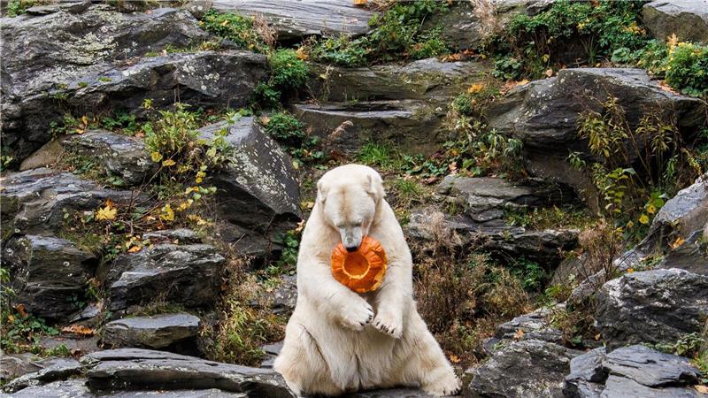Bilder des Tages Spaß mit Kürbis im Tierpark Berlin