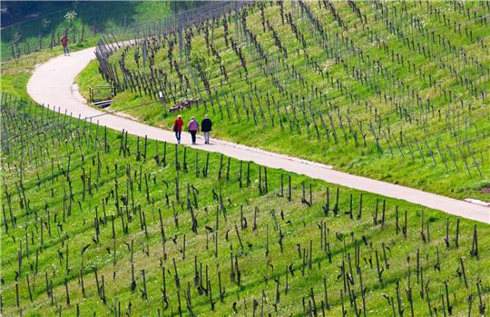 Spaziergänger genießen bei schönem Wetter die Weinberge nahe Stuttgart-Rotenberg und Uhlbach.