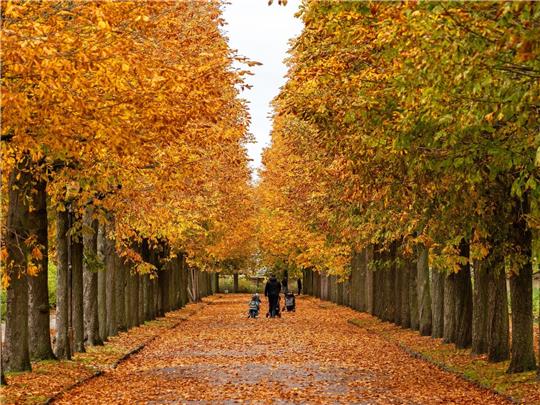 Spaziergänger genießen die Farben der Kastanienblätter im Park Sanssouci in Potsdam.
