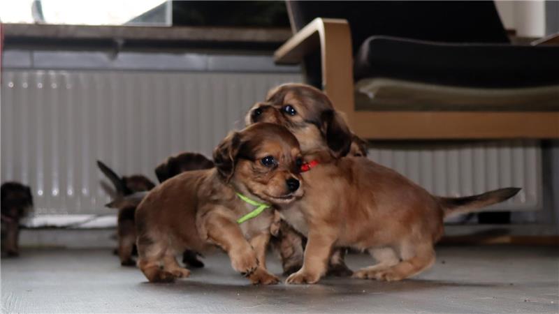Zwei spielende Hundewelpen. 