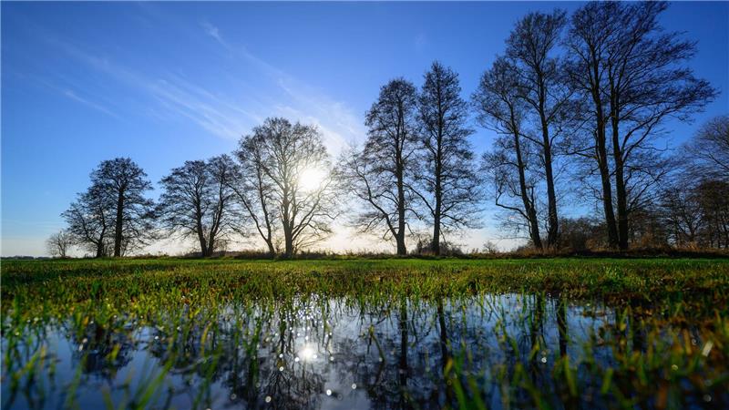 Spreewald: Kahle Bäume spiegeln sich auf überschwemmter Winterwiese.