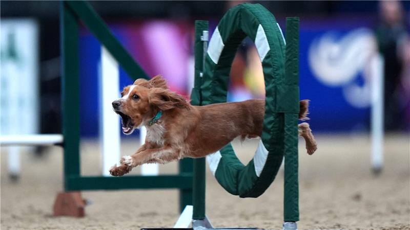 Sprung ins Rampenlicht: Hund beim Agility-Wettbewerb in London