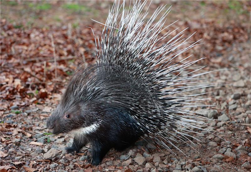 Stachelschwein-Dame „Brain“ kehrte nach Angaben des Tierparks von allein zurück. Foto: Matthias Bein/DPA