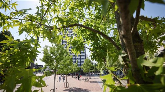 Stadtbäume helfen, an heißen Tagen für etwas Kühlung zu sorgen. (Symbolbild)