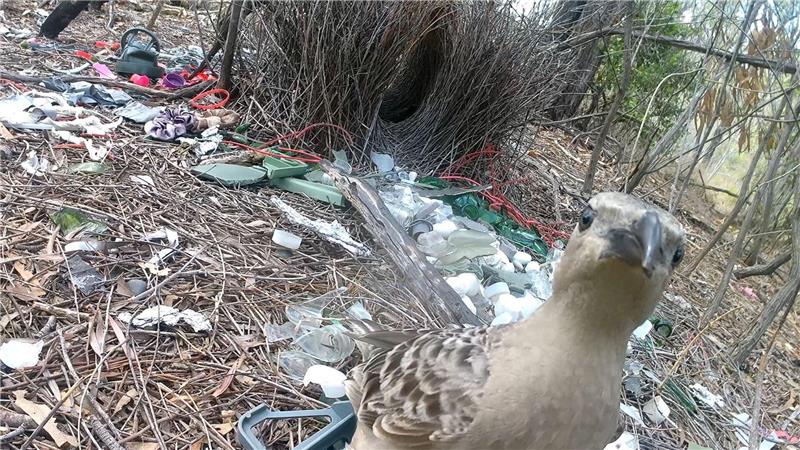 Stadtvögel gehen in Australien jetzt mit menschlichen Abfällen auf Brautschau.