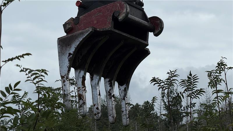 Braunlage: Warum ist der Bagger im Wald unterwegs? Statt einer Schaufel ist der Bagger mit Zinken ausgerüstet, damit er die Vegetationsdecke schonender entfernen kann.
