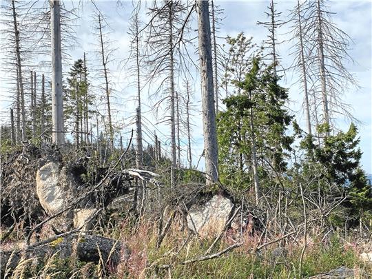 Stehendes Totholz, herausgerissene Wurzeln und Gesteinsbrocken machen wie hier oberhalb des Magdeburger Weges auch den eigentlichen Wanderweg noch immer unpassierbar. Foto: Nachtweyh