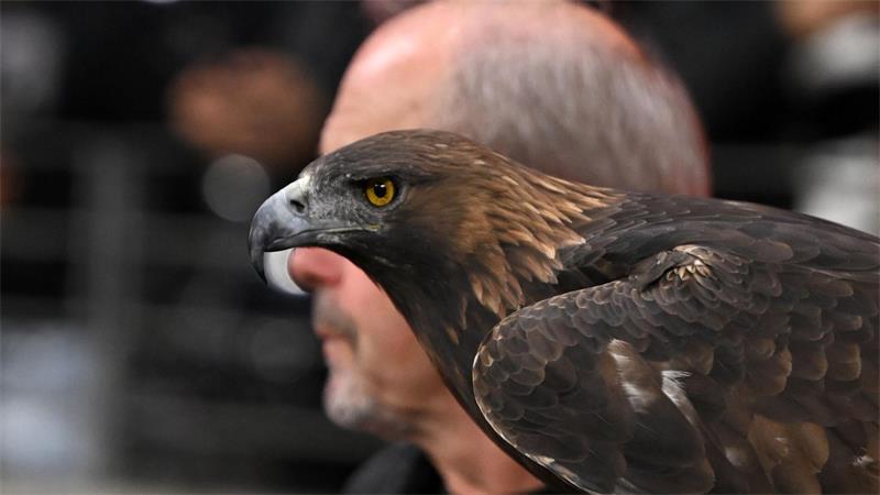 Steinadler Attila, das lebende Maskottchen von Eintracht Frankfurt, im Stadion beim Spiel gegen den 1. FC Köln.