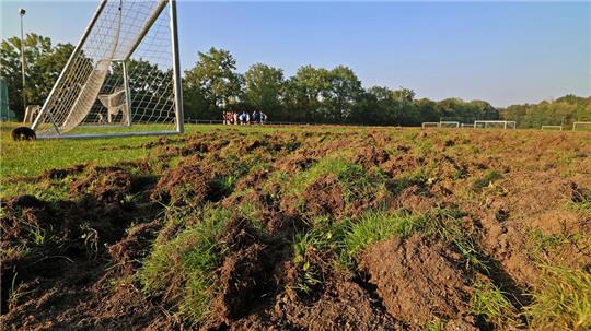 Stellenweise sind die Fußballplätze am Osterfeld großflächig umgewühlt. An ein reguläres Training ist nicht zu denken.