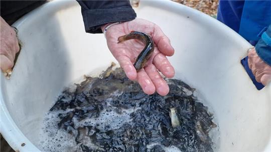 Eine Hand hält eine Bachforelle.