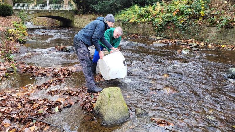 Bad Harzburg: Stadt lässt 1000 Forellen in der Radau aussetzen Stephan Ohlendorf und Ralf Abrahms leeren den Bottich mit den Forellen in der Radau aus. Kurze Zeit später ist von den Fischen schon nichts mehr zu sehen.