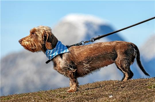 Steuerzahler mit vier Beinen und besonderen Fähigkeiten: Einige Hunde sind in Goslar von der Hundesteuer ganz oder teilweise befreit, weil sie bestimmte Leistungen erbringen. Nun sollen auch Therapiehunde bessergestellt werden. Foto: Pixabay