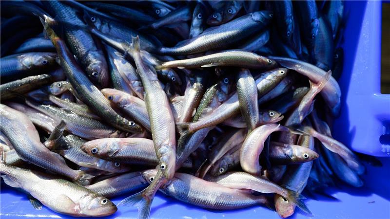 Stinte aus der Elbe. 