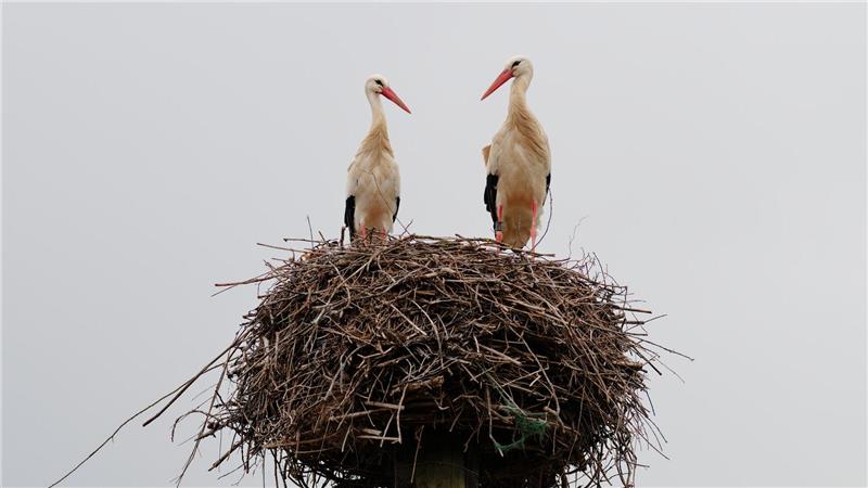 Störche stehen in ihrem Nest in Baden-Württemberg.