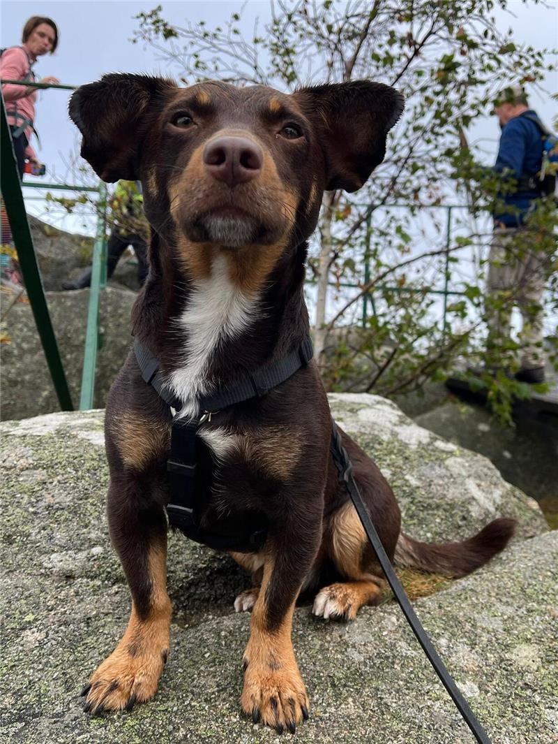 Beim 7. Hahnenkleer Wandermarathon wird ein Dackel zum Star Stolz wie Oskar präsentiert sich Joshi nach jeder Wanderung.