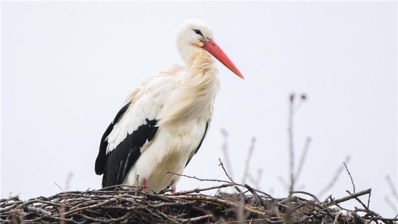 Storch Fridolin hielt in den vergangenen Tagen Ausschau nach seiner Partnerin Mai. Nun ist auch das Weibchen zurück in Leiferde. (Archbild) 