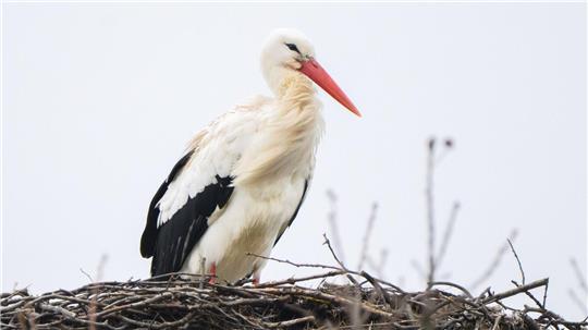 Storch Fridolin hielt in den vergangenen Tagen Ausschau nach seiner Partnerin Mai. Nun ist auch das Weibchen zurück in Leiferde. (Archbild) 