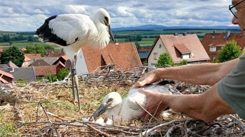 Ein Mann setzt einen Jungstorch in ein Nest, ein zweiter Storch wartet.
