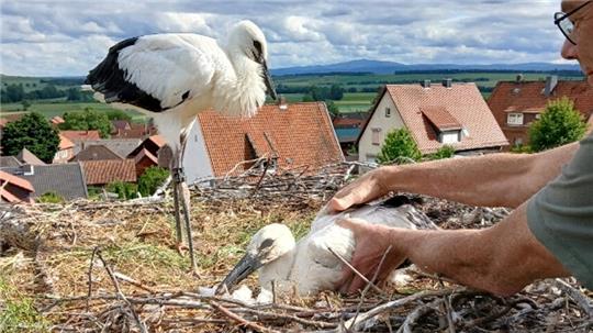 Ein Mann setzt einen Jungstorch in ein Nest, ein zweiter Storch wartet.
