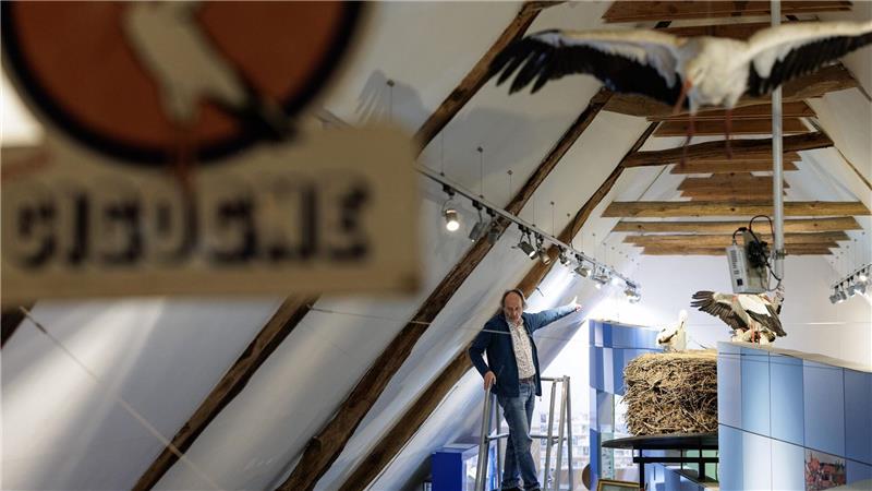 Was klappert da? Darum gibt es so viele Störche „Storchenvater“ und Autor Alfons Rolf Bense führt durch das Westfälische Storchenmuseum. Ein großes Exponat ist ein Original-Storchennest, das wegen Sanierungsarbeiten von einem maroden Schornstein genommen werden musste. Es wog fast eine Tonne. Museumsbesucher können über eine Leiter hineinschauen.