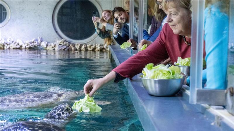 Bilder des Tages Stralsund: Ex-Kanzlerin Angela Merkel füttert Schildkröte bei Rundgang durch das Meeresmuseum