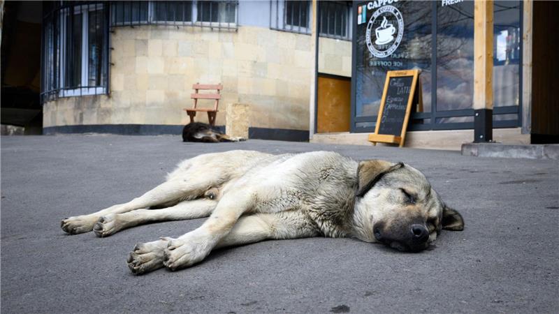 Straßenhunde sind oft gar nicht so unglücklich und allein, wie viele hierzulande meinen. (Archivbild)