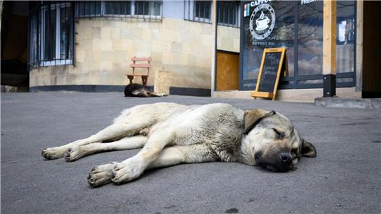 Straßenhunde sind oft gar nicht so unglücklich und allein, wie viele hierzulande meinen. (Archivbild)