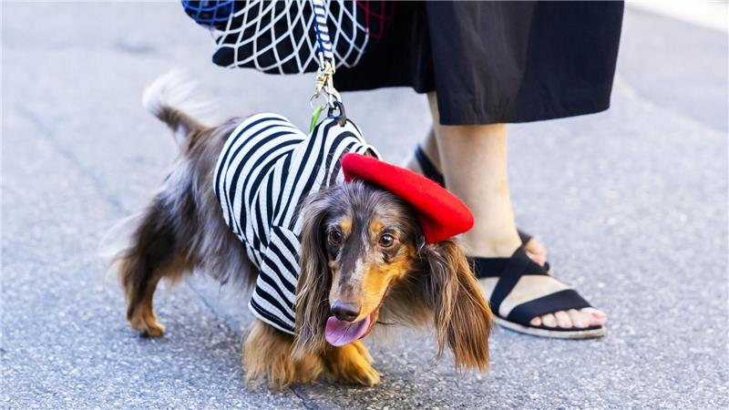 Streifen sind wieder mächtig angesagt beim Teckelwalk am Genfer See.