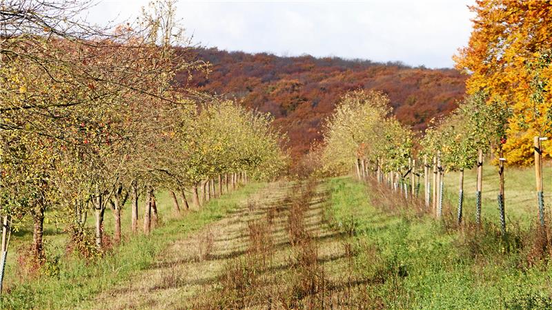 Wie bei Neuwallmoden alte Obstsorten gerettet werden Streuobstwiesen sind Teil der Kulturlandschaft – sie bedürfen Pflege und Bewirtschaftung, um sie zu erhalten.