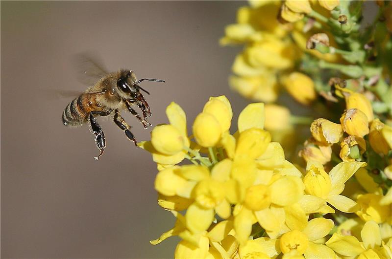 Nach Insektizid-Aus: Forscher fordert mehr Bienenschutz Studien zufolge schädigen Neonikotinoide Wild- und Honigbienen erheblich.