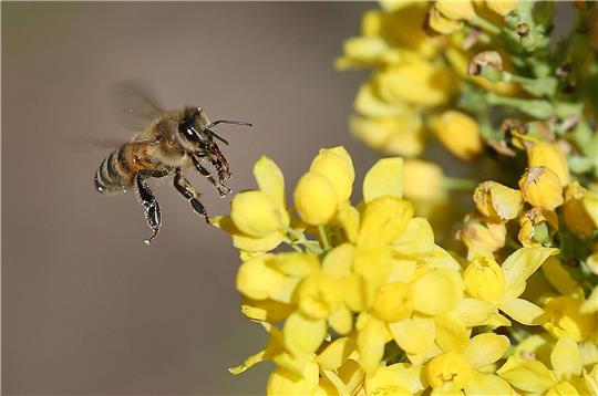 Studien zufolge schädigen Neonikotinoide Wild- und Honigbienen erheblich.