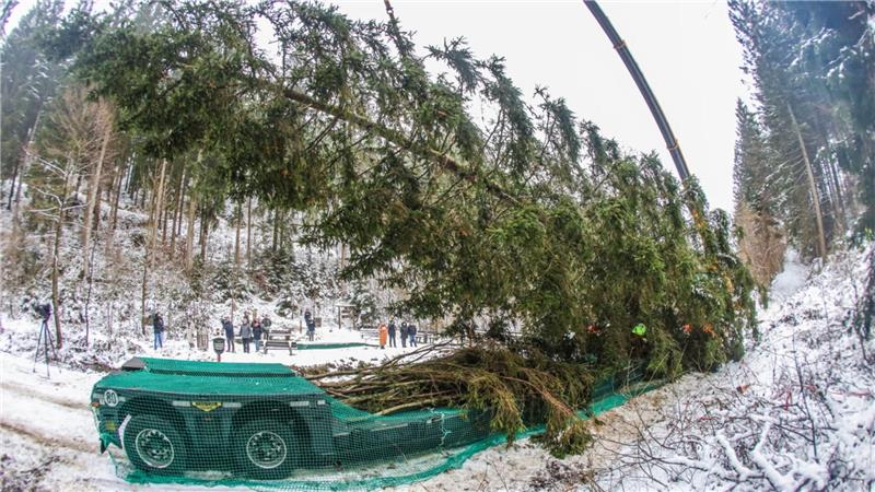 Stück für Stück muss die Fichte vorsichtig auf den Lkw heruntergelassen werden.