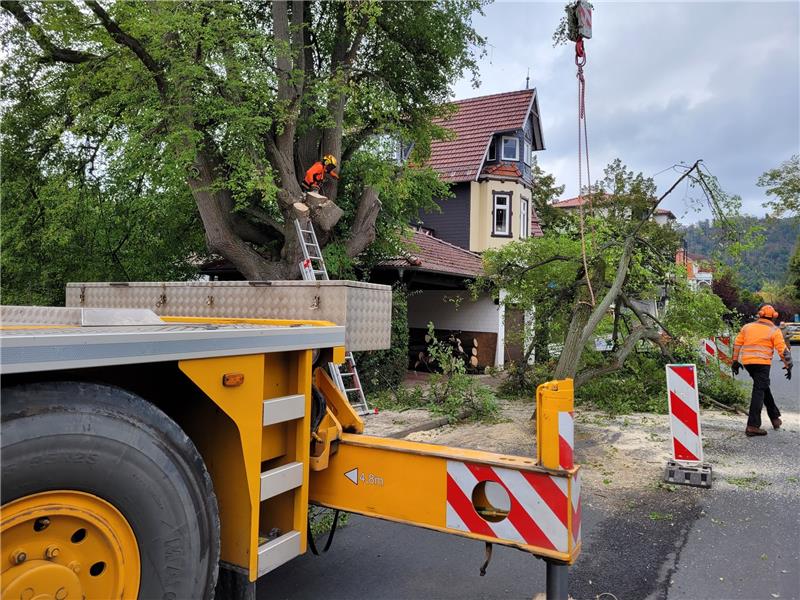 Bad Harzburg verliert einen geschichtsträchtigen Baum Stück für Stück wird die Linde an der Ecke Golfstraße/Am Breitenberg zersägt. Die Einzelteile werden per Kran zur Seite gehievt. Jahrzehntelang hat der Baum Bad Harzburger vor Regen geschützt und Theodor Heyke und seiner Familie etliche Erinnerungen beschert. Fotos: Exner