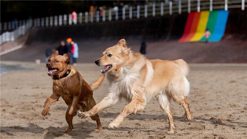 Stürmisches Wetter in Dangast: Bruno und Odie toben am Jadebusen.
