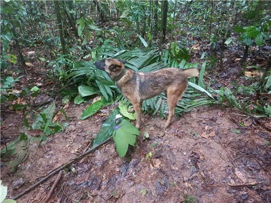 Suchhund Ulises hat einen behelfsmäßigen Unterschlupf gefunden, die zu den vier vermissten Kindern gehören könnte.