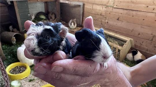 Süß sind die Babys ja. Aber 50 Stück davon sind dann doch etwas zu viel des Niedlichen.