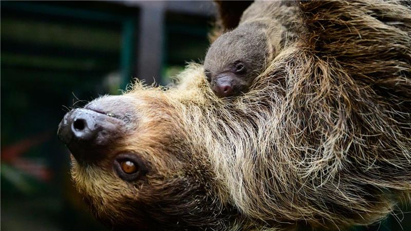 Süßer Nachwuchs: Faultier-Baby im Vogelpark Walsrode