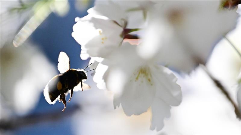 Summen im Gegenlicht: Eine Hummel fliegt zu einer Blüte einer Zierkirsche.
