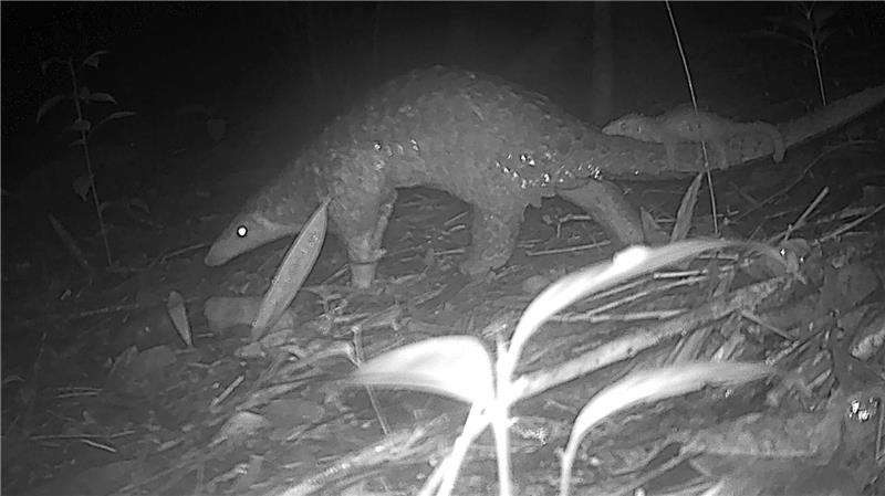 Sunda-Schuppentiere sind vor allem wegen Wilderei und Lebensraumverlust vom Aussterben bedroht.