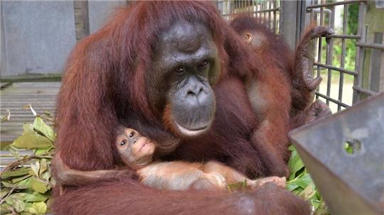 Supermama Du kümmert sich nun um zwei Kinder - und bekommt im Rettungszentrum Nyaru Menteng Unterstützung.