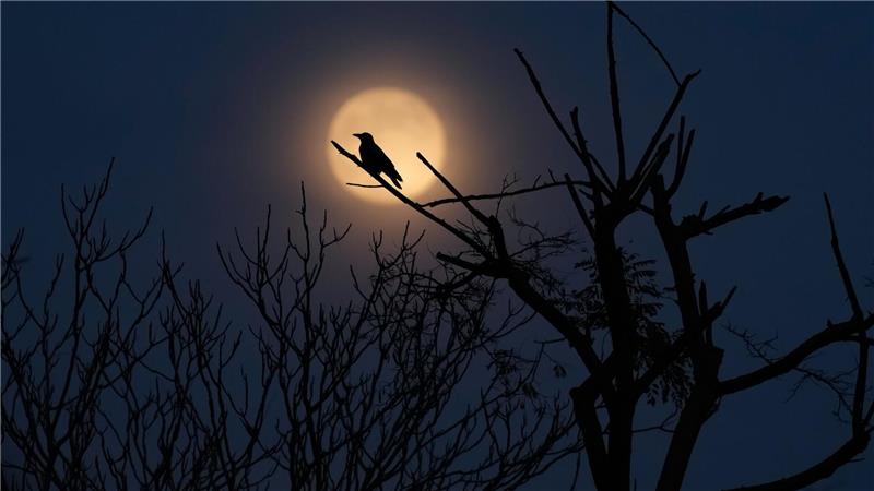 Supermond: Der letzte Vollmond des Jahres steht am Himmel über Istanbul.