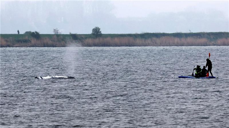 Tag vier der Rettungsaktion - unter anderem wurde eine Rinne vom tieferen Wasser zum Wal hergestellt, indem  Schlick weggesaugt wurde.