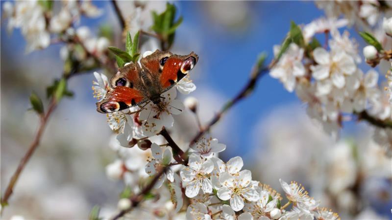 Tagpfauenauge auf Baumblüten