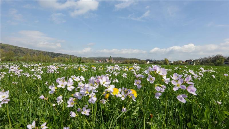Tagsüber soll es frühlingshaft mild werden - nachts dagegen frostig.