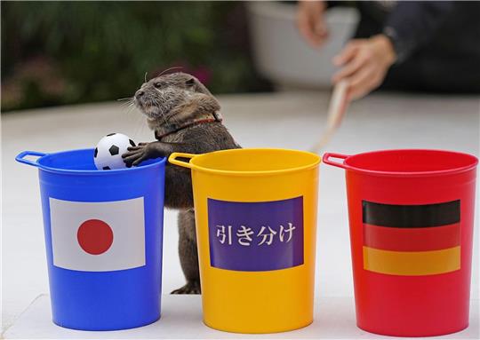 Taiyo, ein Flussotter im Maxell Aqua Park Shinagawa in Tokio, sagte den Sieg Japans gegen Deutschland voraus.