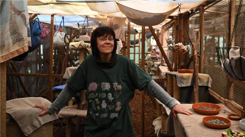 Wenn Eichhörnchen vom Ast fallen: Klimawandel schwächt Tiere Tanya Lenn kümmert sich seit Jahren um kranke und geschwächte Eichhörnchen.