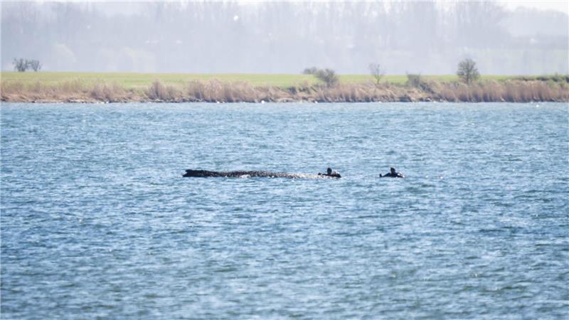 Taucher hatten tagsüber die Position des Buckelwals überprüft.