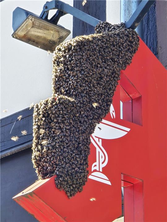 Tausende Bienen besetzen an der Breiten Straße ein Apotheken-Schild. Foto: Sowa