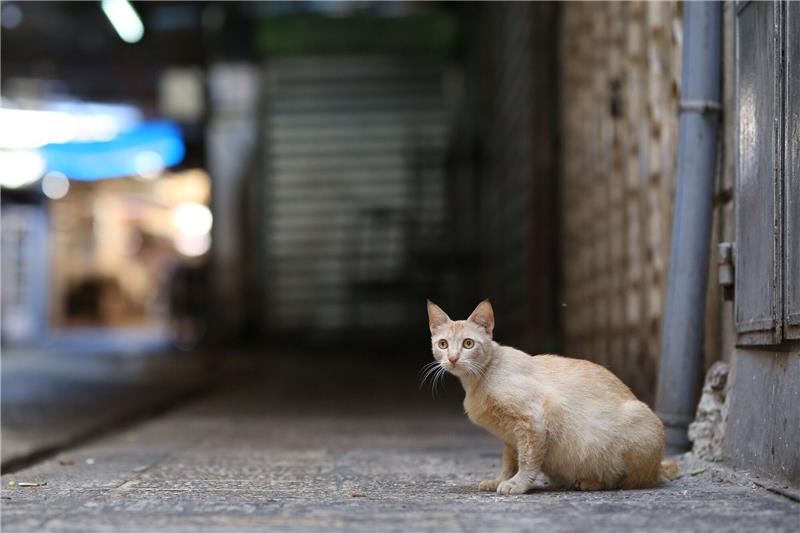Virus tötet Tausende Katzen auf Zypern Tausende Katzen sind auf Zypern an einem Tier-Coronavirus gestorben.