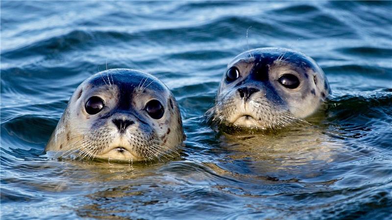 Tausende Seehunde leben im Wattenmeer. (Archivbild) 